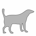 Silver-dog-154568029491q.jpg