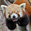 Red-panda.png