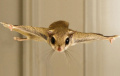 Flying squirrel.jpg
